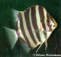 Scatty (Scatophagus tetracanthus)
