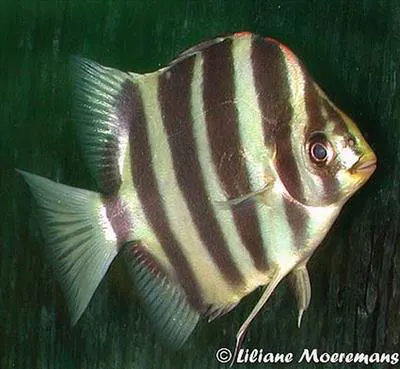 Scatty (Scatophagus tetracanthus)