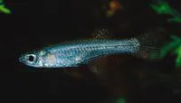 Scheel's lampeye (Micropanchax scheeli)