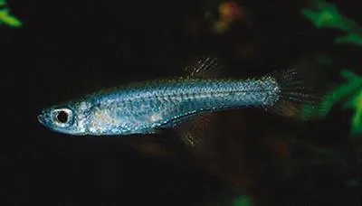 Scheel's lampeye (Micropanchax scheeli)
