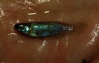 Schi?tz' lampeye (Rhexipanchax schioetzi)