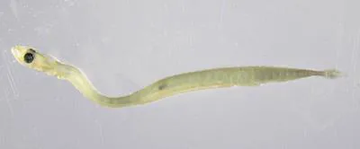 Schindler's fish (Schindleria praematura)