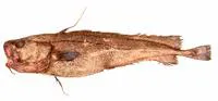 Schmidt's cod (Lepidion schmidti)