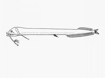 Schmidt's dragonfish (Eustomias schmidti)