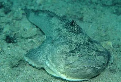 Schmitt's toadfish (Daector schmitti)