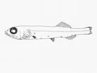 Schnakenbeck's searsid (Sagamichthys schnakenbecki)