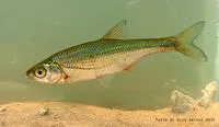 Schneider (Alburnoides bipunctatus)