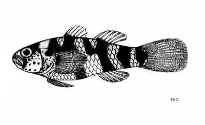 Schooling bumblebee goby (Brachygobius aggregatus)