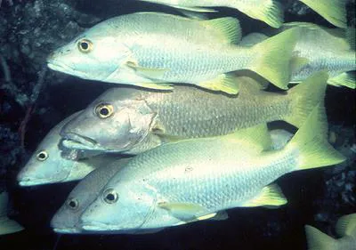 Schoolmaster snapper (Lutjanus apodus)