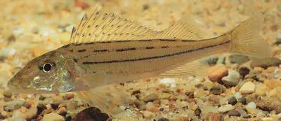 Schraetzer (Gymnocephalus schraetser)