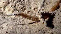 Schultz's pipefish (Corythoichthys schultzi)