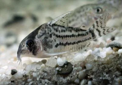 Schwartz's catfish (Corydoras schwartzi)