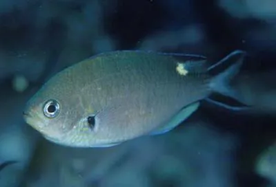 Scissortail damselfish (Chromis atrilobata)