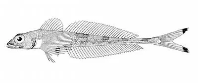 Scissortail sculpin (Triglops forficatus)