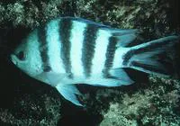 Scissortail sergeant (Abudefduf sexfasciatus)
