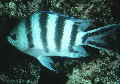 Scissortail sergeant (Abudefduf sexfasciatus)