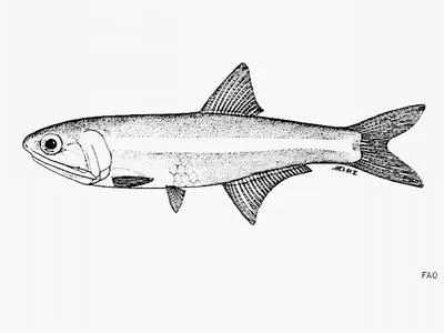 Scofield's anchovy (Anchoa scofieldi)