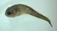Scotian snailfish (Careproctus ranula)