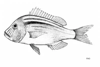 Scotsman seabream (Polysteganus praeorbitalis)