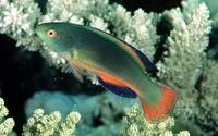 Scott's wrasse (Cirrhilabrus scottorum)