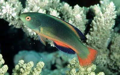 Scott's wrasse (Cirrhilabrus scottorum)