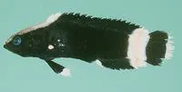 Scottie (Acanthoplesiops indicus)