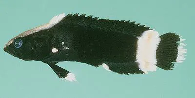 Scottie (Acanthoplesiops indicus)
