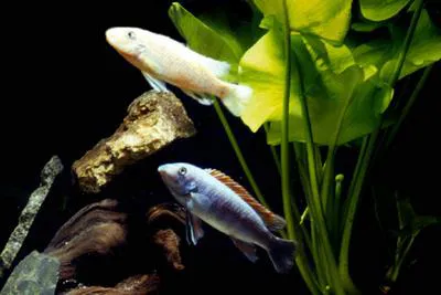 Scrapermouth mbuna (Labeotropheus trewavasae)