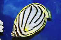 Scrawled butterflyfish (Chaetodon meyeri)