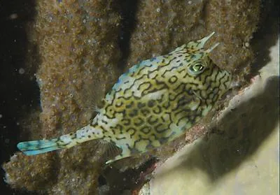 Scrawled cowfish (Acanthostracion quadricornis)