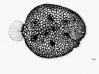Scrawled sole (Trinectes inscriptus)