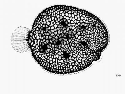 Scrawled sole (Trinectes inscriptus)