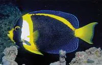 Scribbled angelfish (Chaetodontoplus duboulayi)