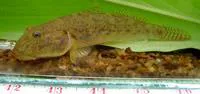 Scribbled goby (Awaous grammepomus)