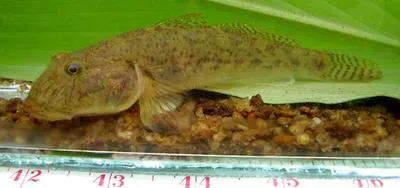 Scribbled goby (Awaous grammepomus)