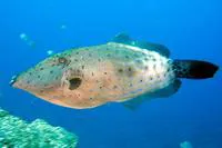 Scribbled leatherjacket filefish (Aluterus scriptus)