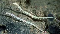 Scribbled pipefish (Corythoichthys intestinalis)