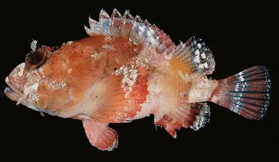 Sculpin scorpionfish (Scorpaenopsis cotticeps)