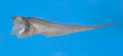 Sculptured cusk (Glyptophidium lucidum)