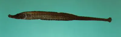 Sculptured pipefish (Choeroichthys sculptus)