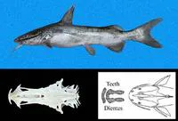 Sculptured sea catfish (Notarius kessleri)