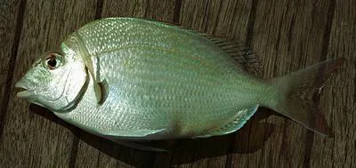 Scup (Stenotomus chrysops)