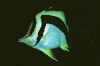 Scythemarked butterflyfish (Prognathodes falcifer)