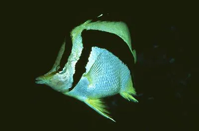 Scythemarked butterflyfish (Prognathodes falcifer)