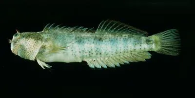 Sea blenny (Entomacrodus thalassinus)