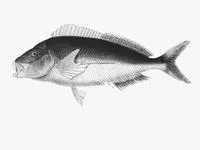 Sea carp (Nemadactylus valenciennesi)
