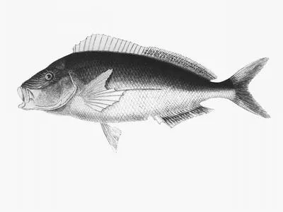 Sea carp (Nemadactylus valenciennesi)