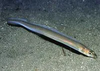 Sea conger (Ariosoma anagoides)