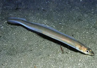 Sea conger (Ariosoma anagoides)