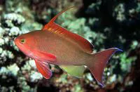 Sea goldie (Pseudanthias squamipinnis)